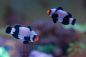Preview: Amphiprion ocellaris black snowflake Premium (pair) - T.B.